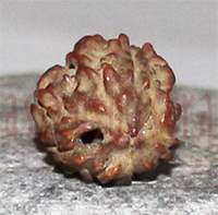 Two mukhi 42- 15x12x12